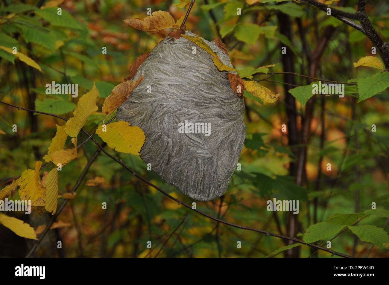 Hornet nichent dans la forêt suspendue dans un arbre dans son environnement et son habitat environnant. Bee Nest. Banque D'Images