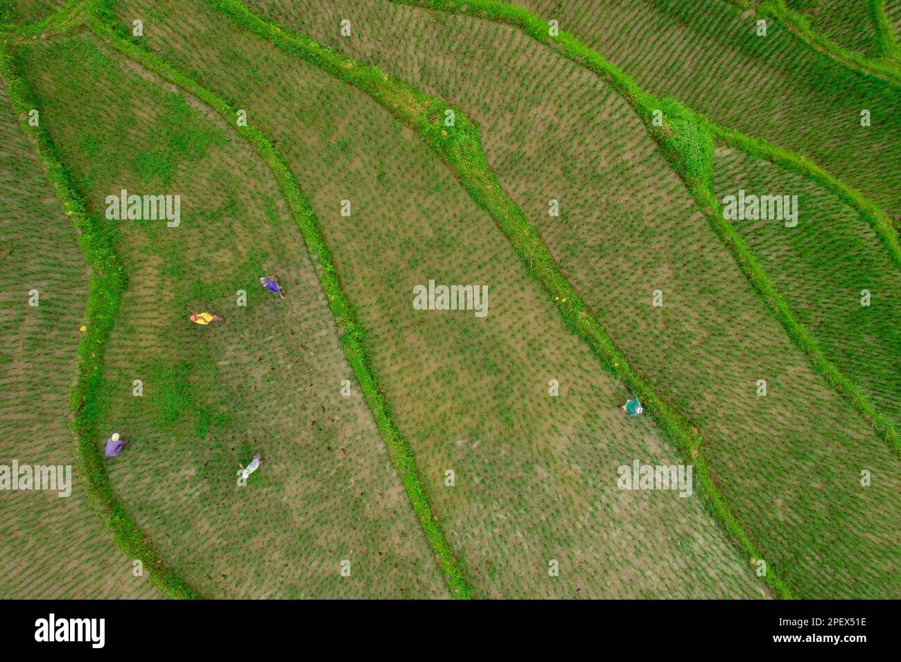 Photo aérienne du semoir à riz avec les croûtons récoltant du riz pendant la saison de récolte aux philippines, copier l'espace Banque D'Images