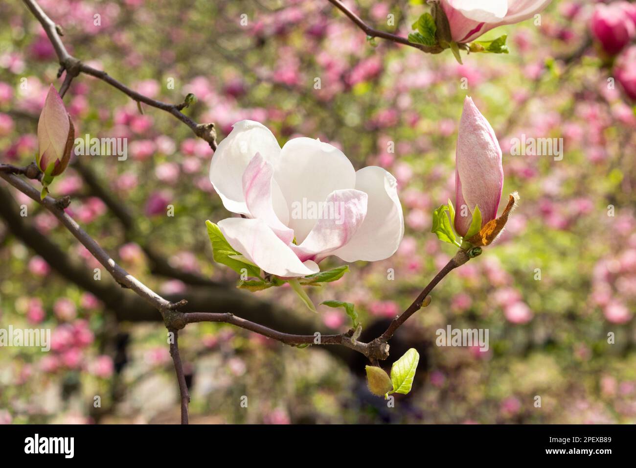 Magnifique magnolia blanc en fleurs le jour du printemps. Mise au point sélective Banque D'Images