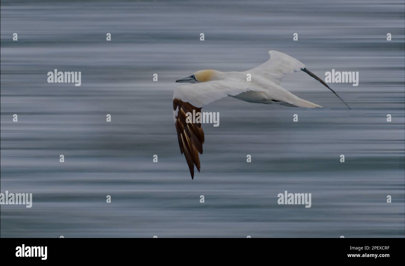 Île de gansets Banque D'Images