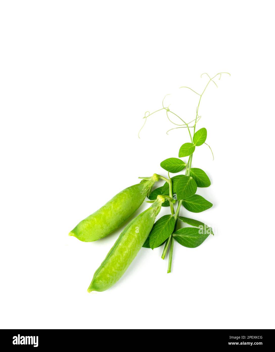 Feuilles et pods de pois isolés, feuilles vertes, pousses de légumineuses fraîches, pousses de pois de printemps, jeunes pois verts de sucre sur fond blanc Banque D'Images