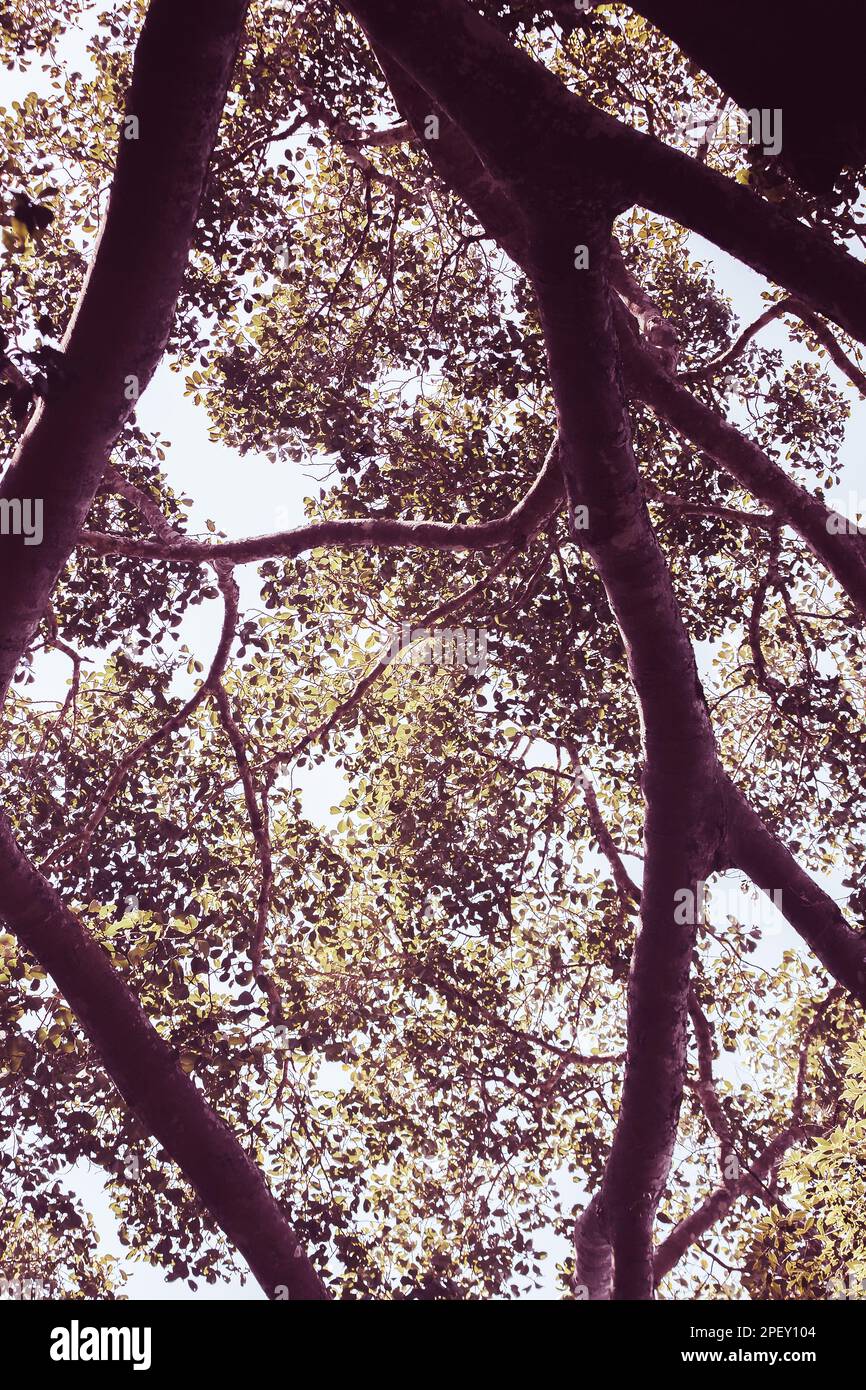 Les feuilles sur les branches des grands arbres de la forêt Banque D'Images Les feuilles sur les branches des grands arbres de la forêt Banque D'Images