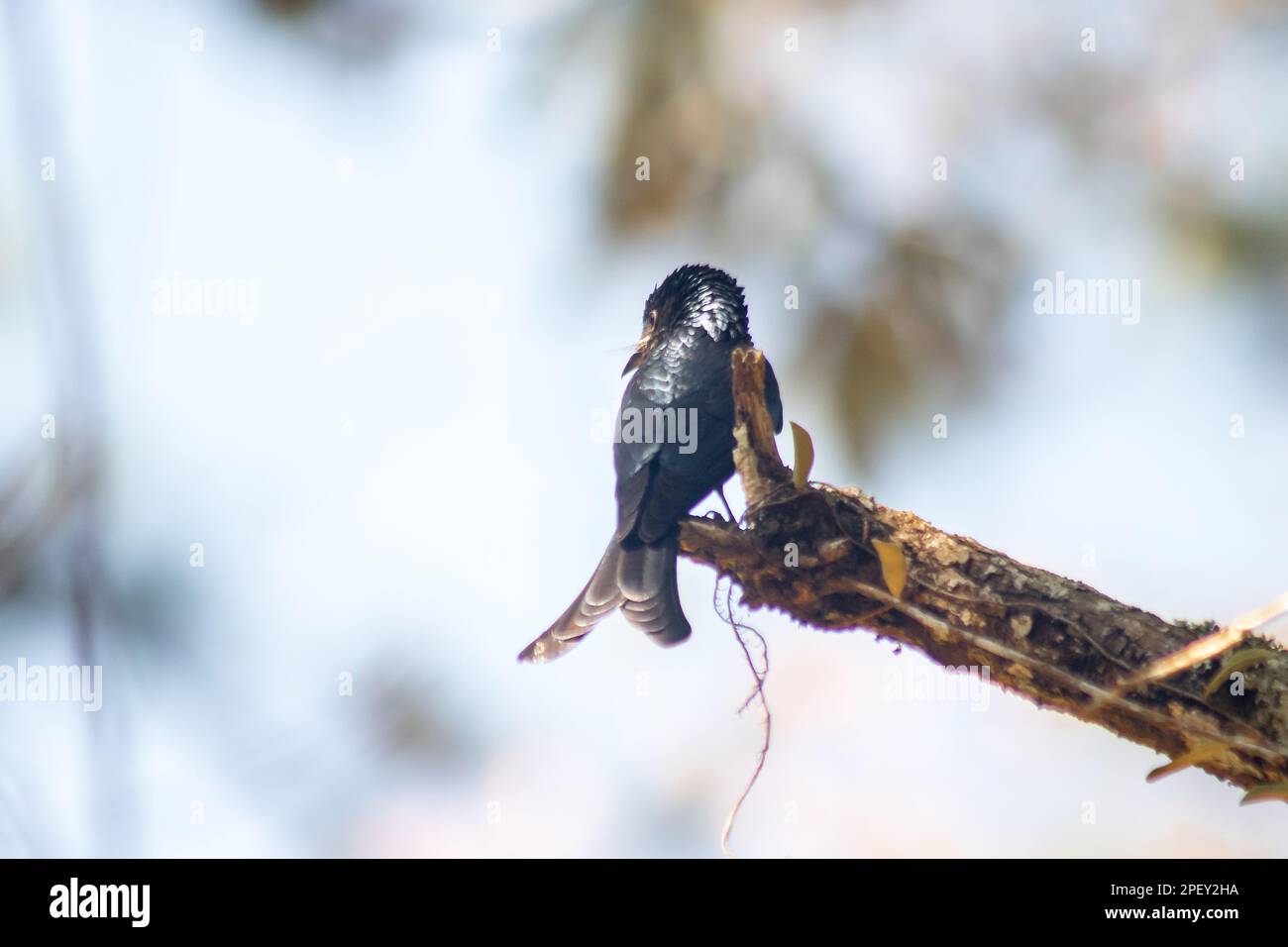 Black Drongo sur une branche Un petit oiseau perching Black Drongo les ...