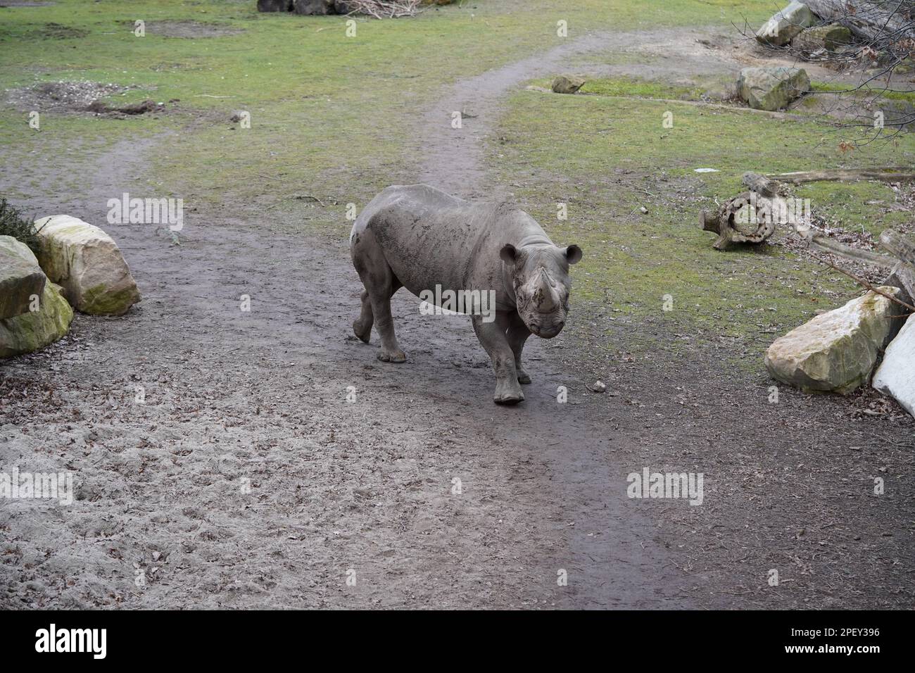 Rhinocéros noirs d'Afrique de l'est (Diceros bicornis michaeli), Zoo de Leipzig, Allemagne Banque D'Images