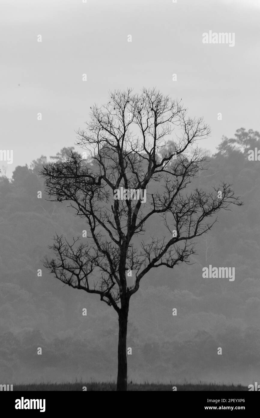 Silhouette d'arbre sur la butte silhouette d'arbres sur la butte Banque D'Images