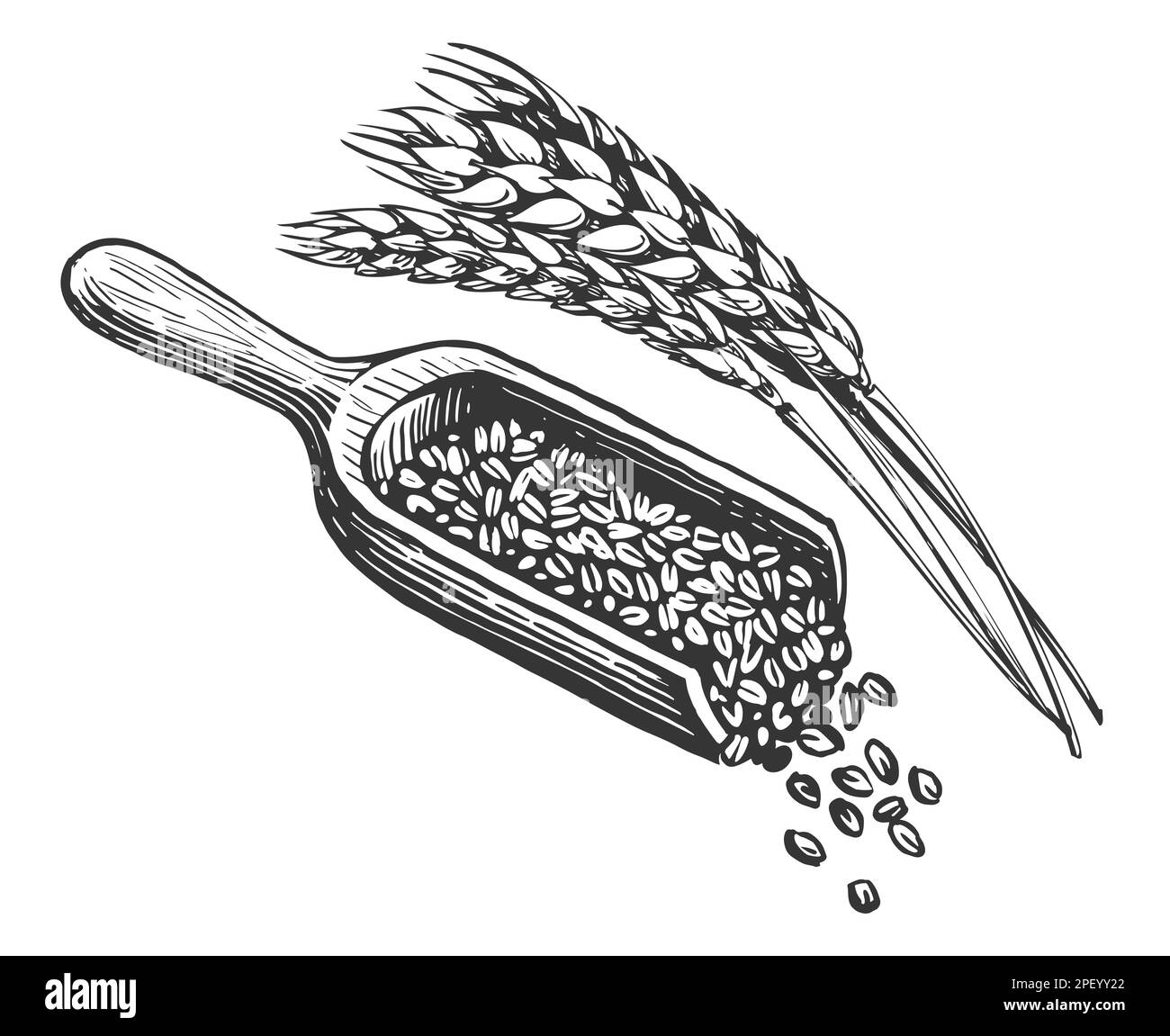 Grains de blé, pelle en bois et épis de blé. Alimentation naturelle saine de la ferme biologique. Illustration d'esquisse vintage Banque D'Images