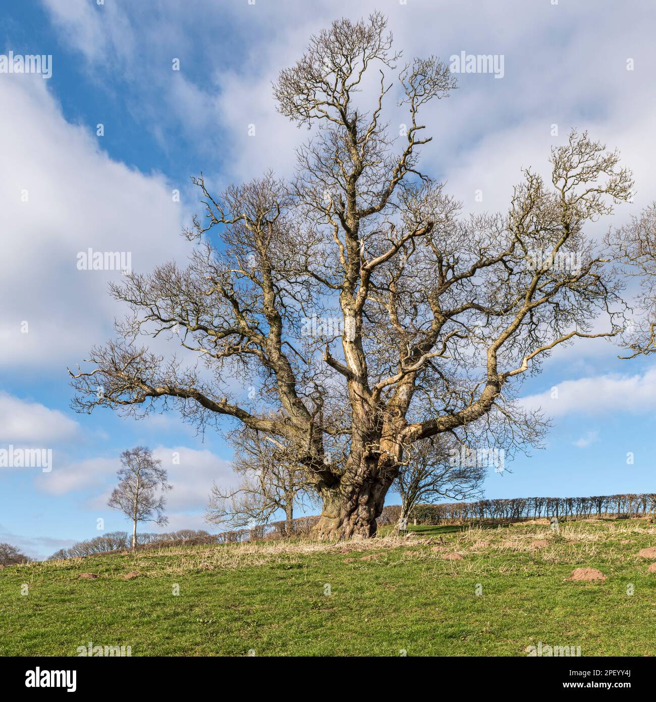 Un énorme vieux châtaignier (Castanea sativa), un arbre de 'teran' d'environ 350 ans. Stonewall Hill, Powys, Royaume-Uni, sur la frontière gallois-anglais Banque D'Images