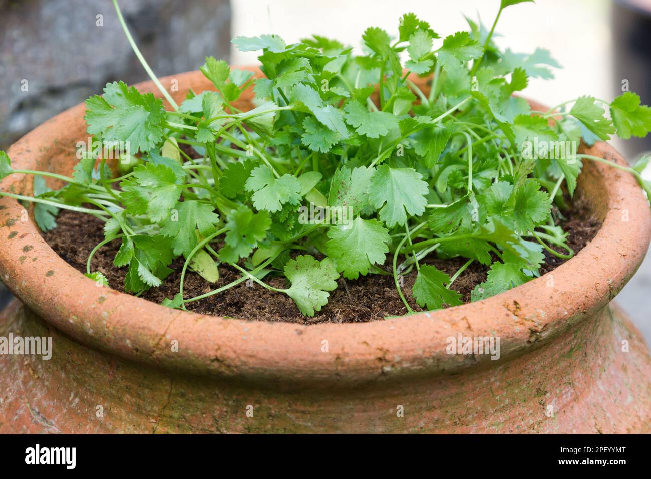 Coriandre poussant dans un pot en terre cuite Banque D'Images