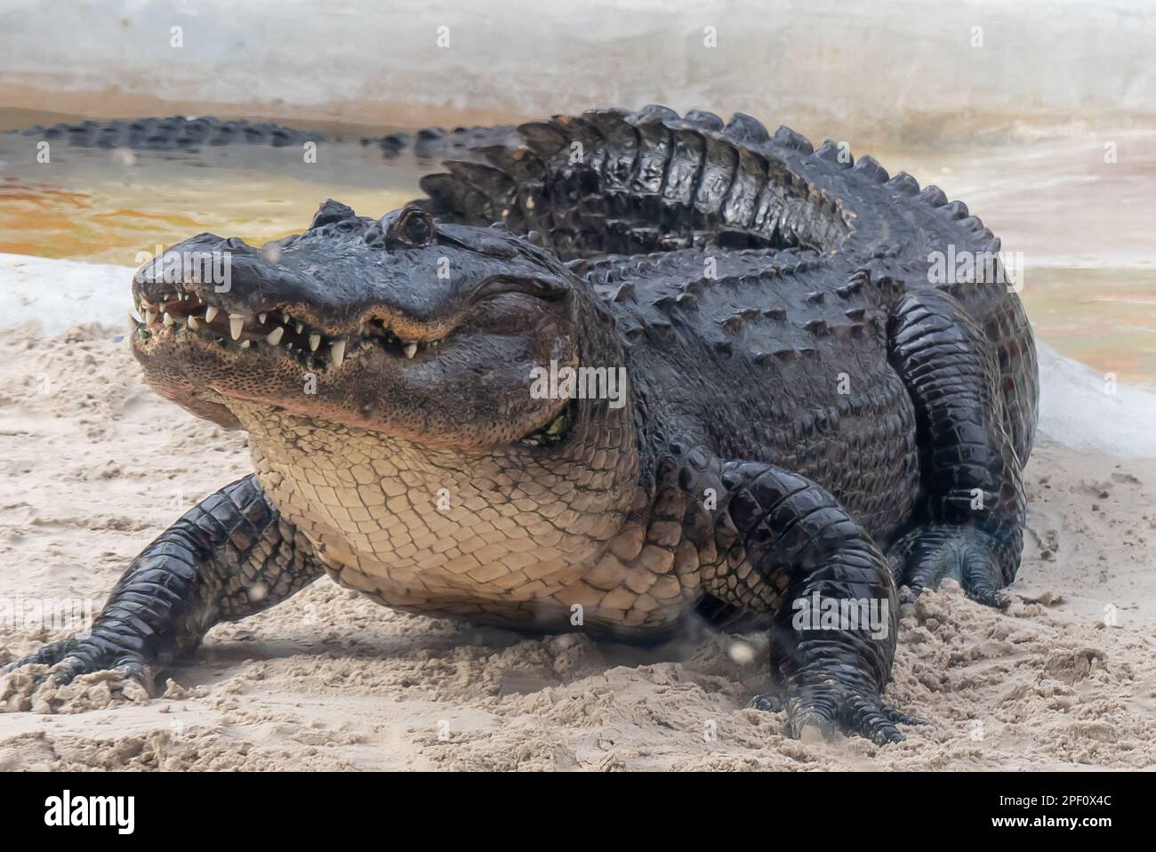 Lutte avec des alligators dans les Everglades de Floride Banque D'Images