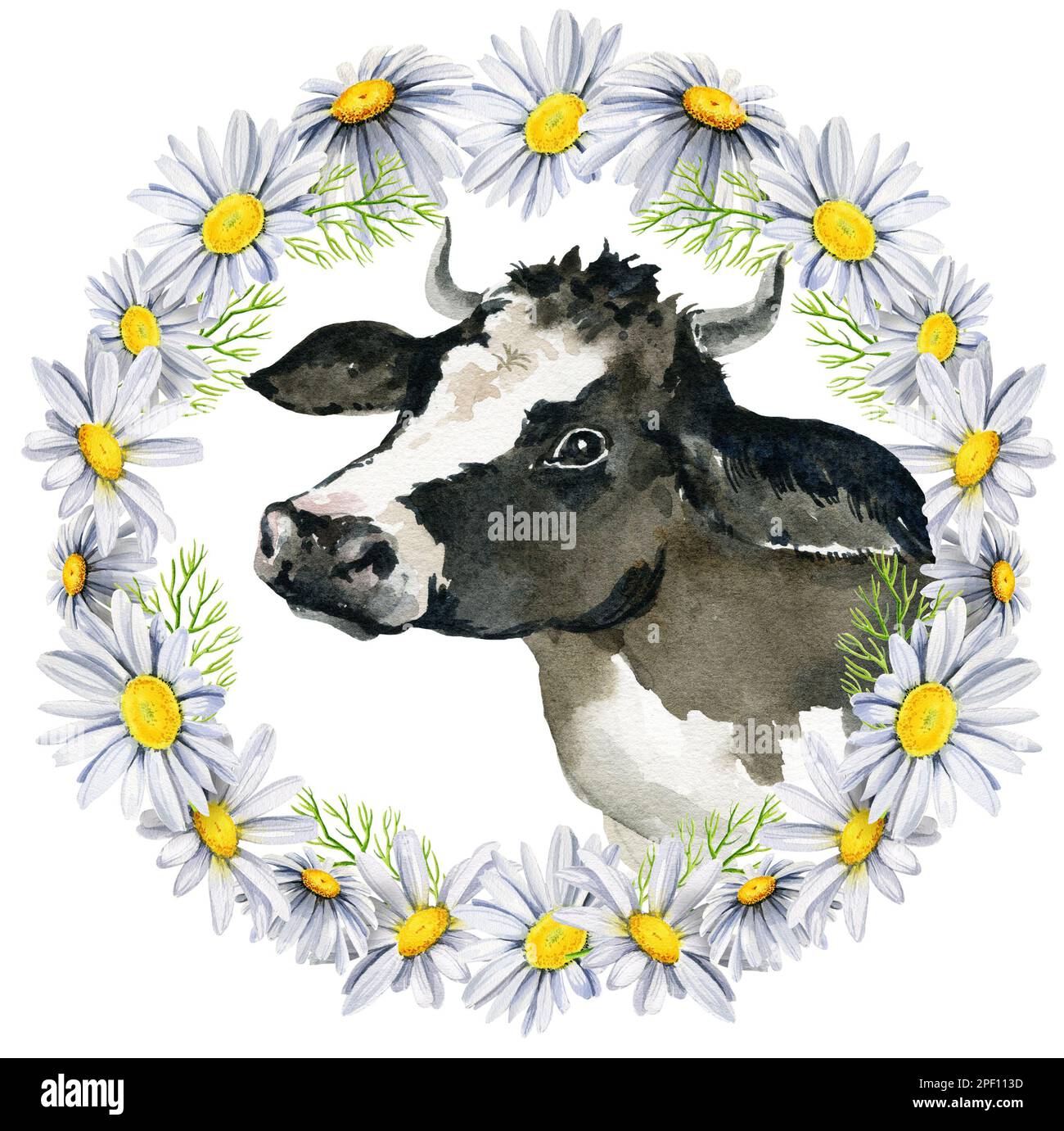 couronne ronde avec vache et pâquerettes blanches et noires, fleurs sauvages, aquarelle dessin à la main, cadre rond, spase pour le texte. Banque D'Images