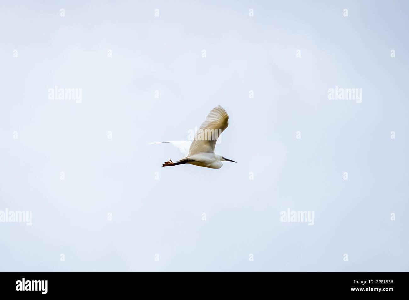 peu d'aigrette en vol à travers un ciel nuageux Banque D'Images