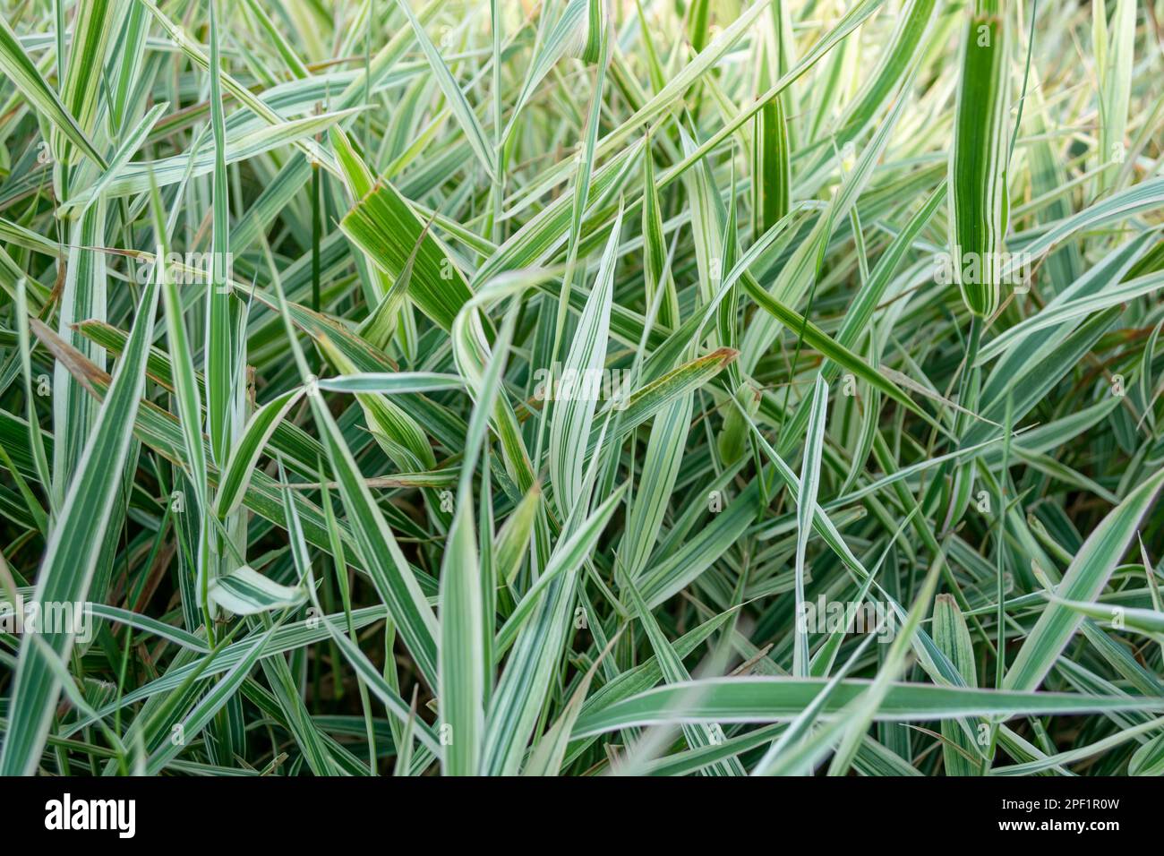 Gros plan de feuilles fraîches. Chlorophytum comosum dans le jardin d'été Banque D'Images