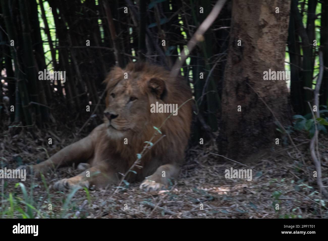 Lion indien au parc national de Bannerghatta Bangalore, situé dans le zoo. Refuges de la faune sauvage de la forêt à Karnataka Inde Banque D'Images