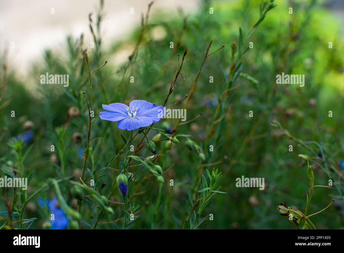 Fleur de lin bleue sur une brousse avec des bourgeons et des feuilles vertes ressemblant à des aiguilles. Banque D'Images