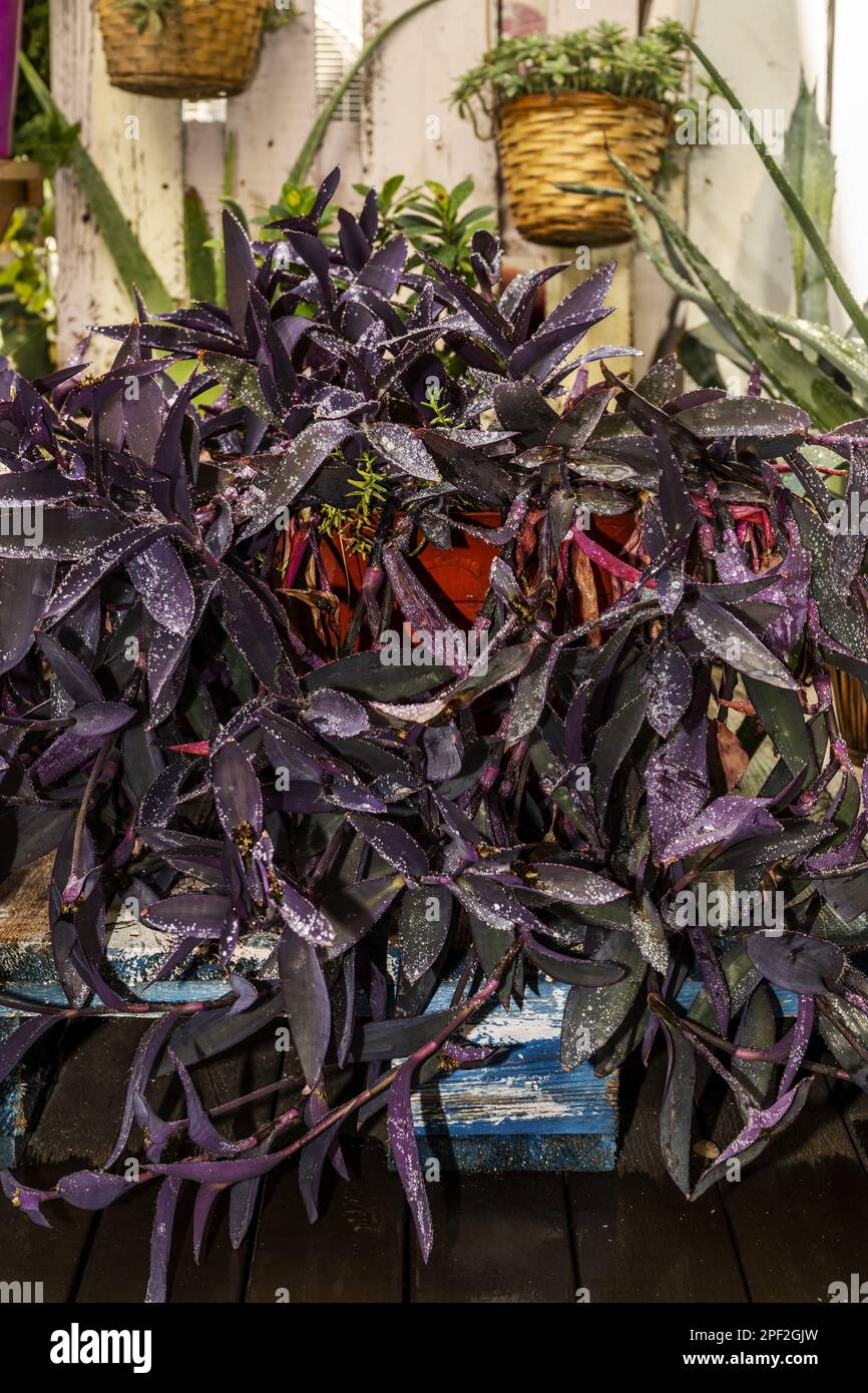 Beaucoup de branches de tradescantia pallida sur une terrasse arrosée de milliers de petites gouttes d'eau Banque D'Images