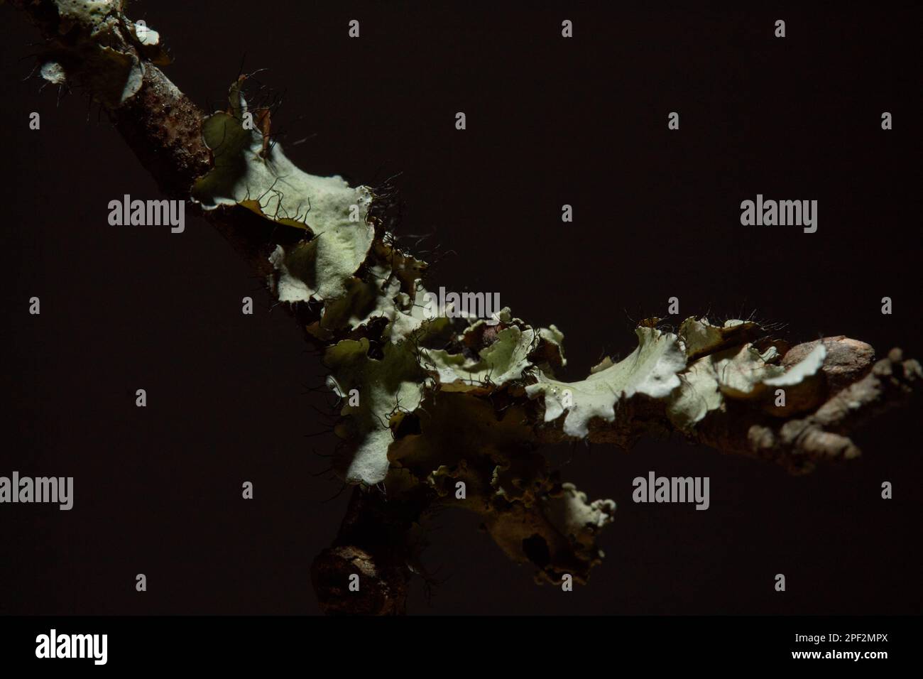 Lichens - provient d'algues ou de cyanobactéries vivant parmi les filaments de plusieurs espèces de champignons dans une relation mutualiste. Banque D'Images