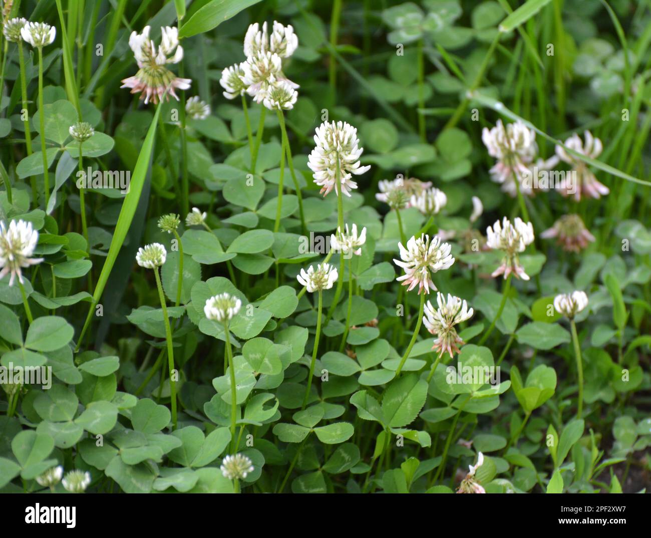 Dans la nature, trèfle blanc, trifolium repens des fleurs Banque D'Images