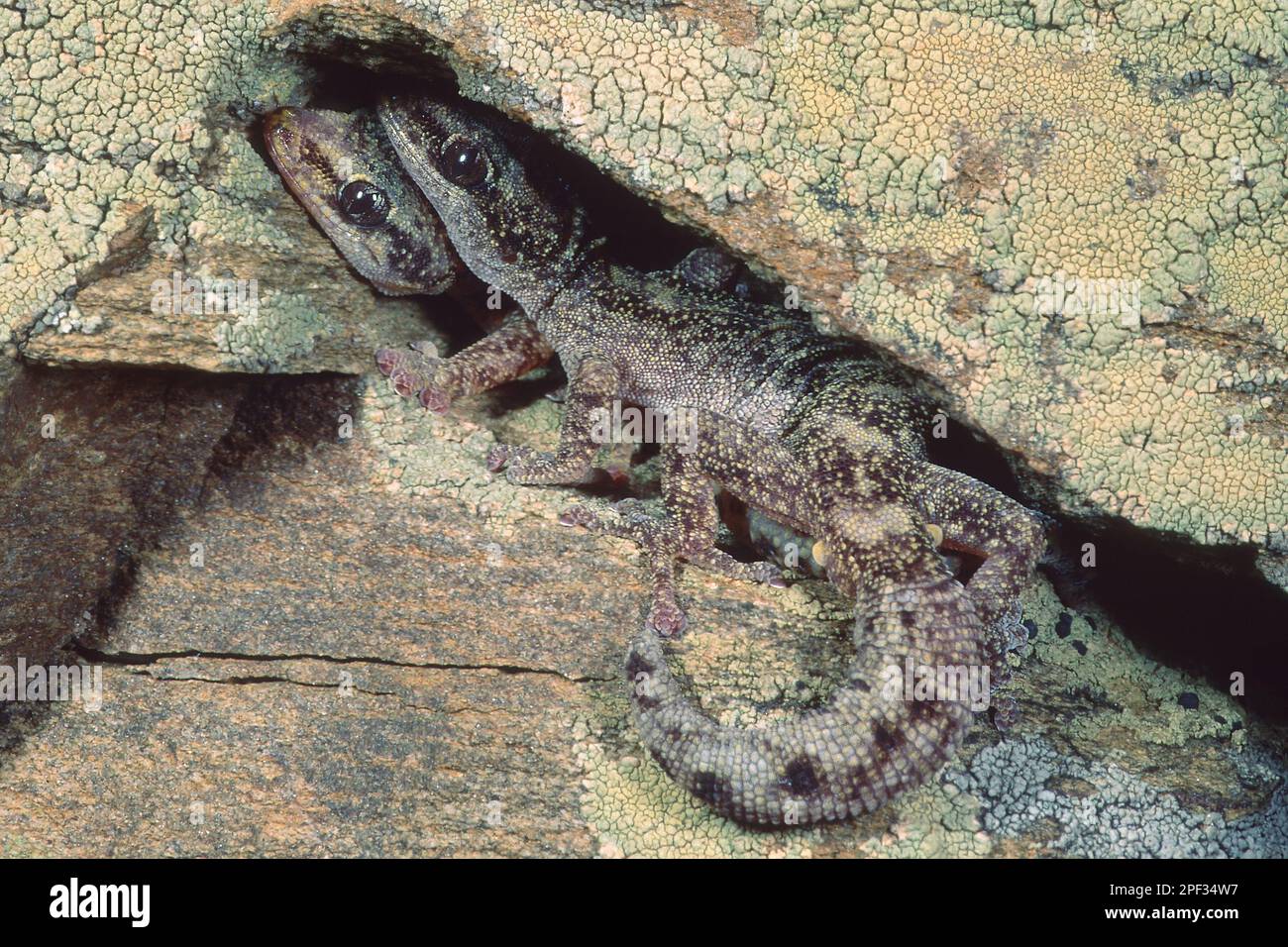 geckos-nocturnes-banque-de-photographies-et-d-images-haute-r-solution