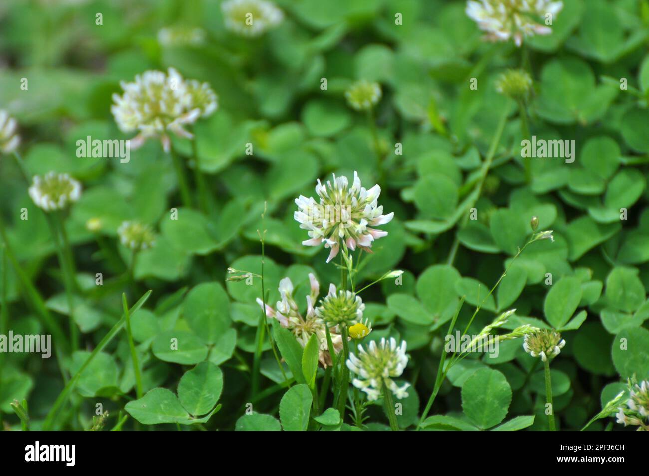 Dans la nature, trèfle blanc, trifolium repens des fleurs Banque D'Images