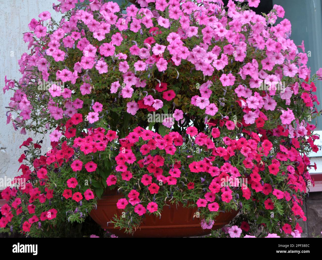 Sitemapcdatahttpsshopinf Inetcomcombien De Surfinia Dans Une Jardiniere