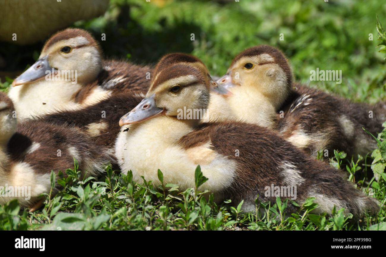 Jeunes descendants de canards musqués, Cairina moschata Banque D'Images