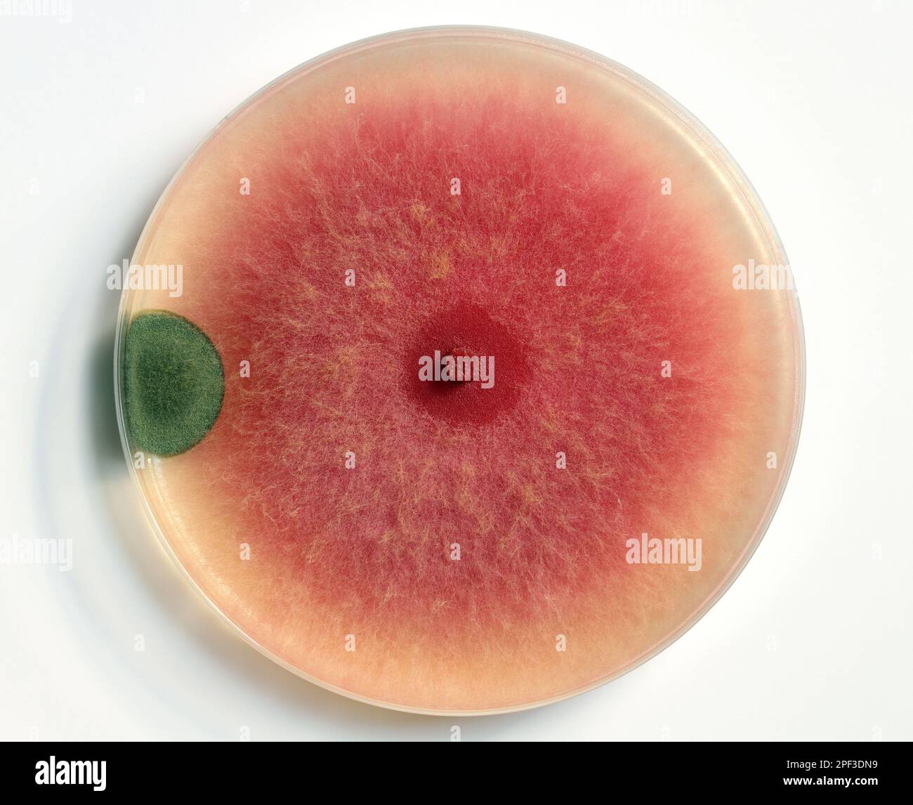 Boîte De Petri Avec Culture Sur Gélose Champignon Shiitake Champignon Mycelium Attaque Par Moule Echec Du Clonage De La Seringue D Experience Biochimique De Piratage Avec Li Image435455558