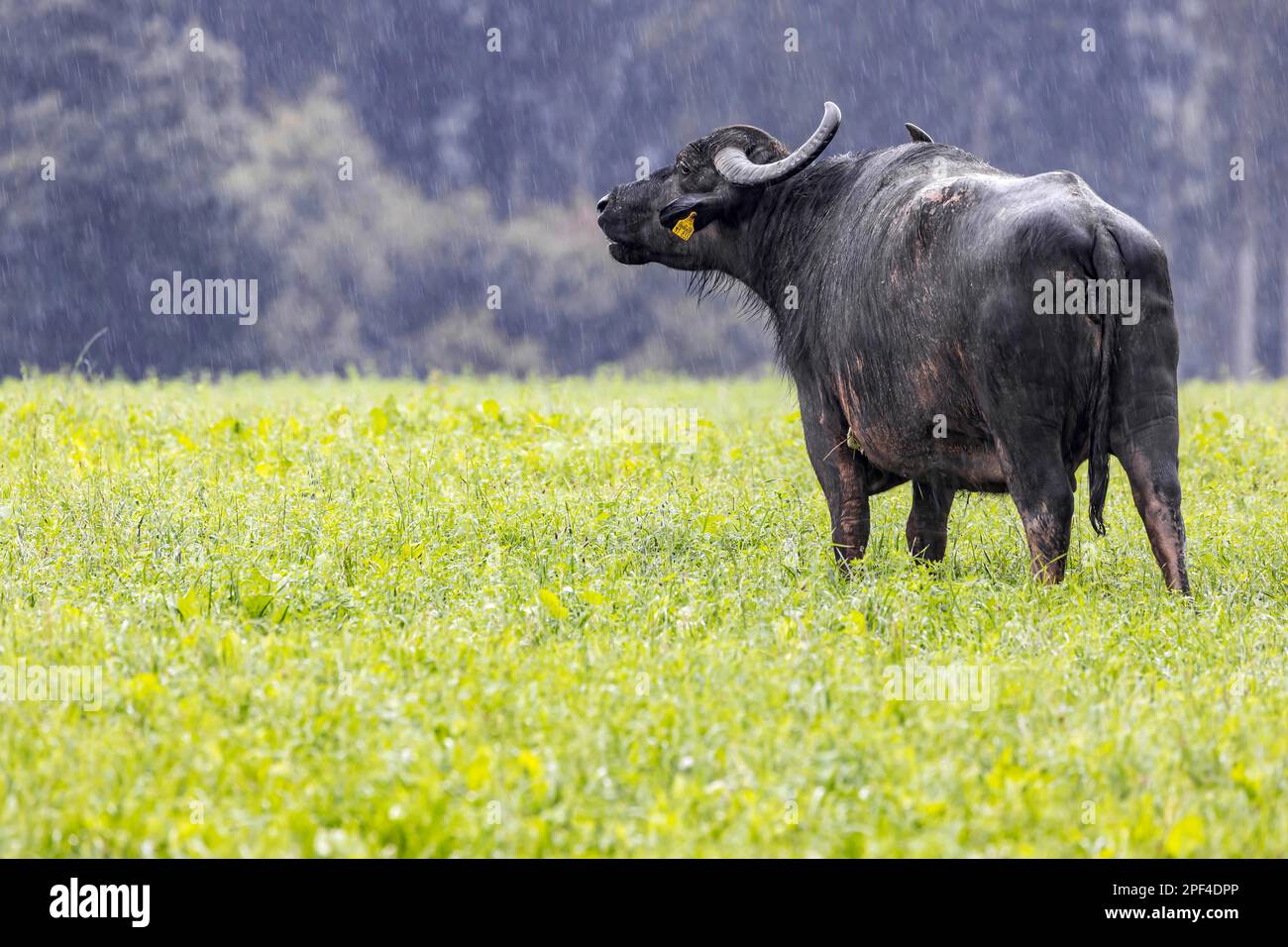 Buffle ALB sous la pluie, pâturage sur l'Alb souabe, Meidelstetten, Hohenstein, Baden-Wuerttemberg, Allemagne Banque D'Images
