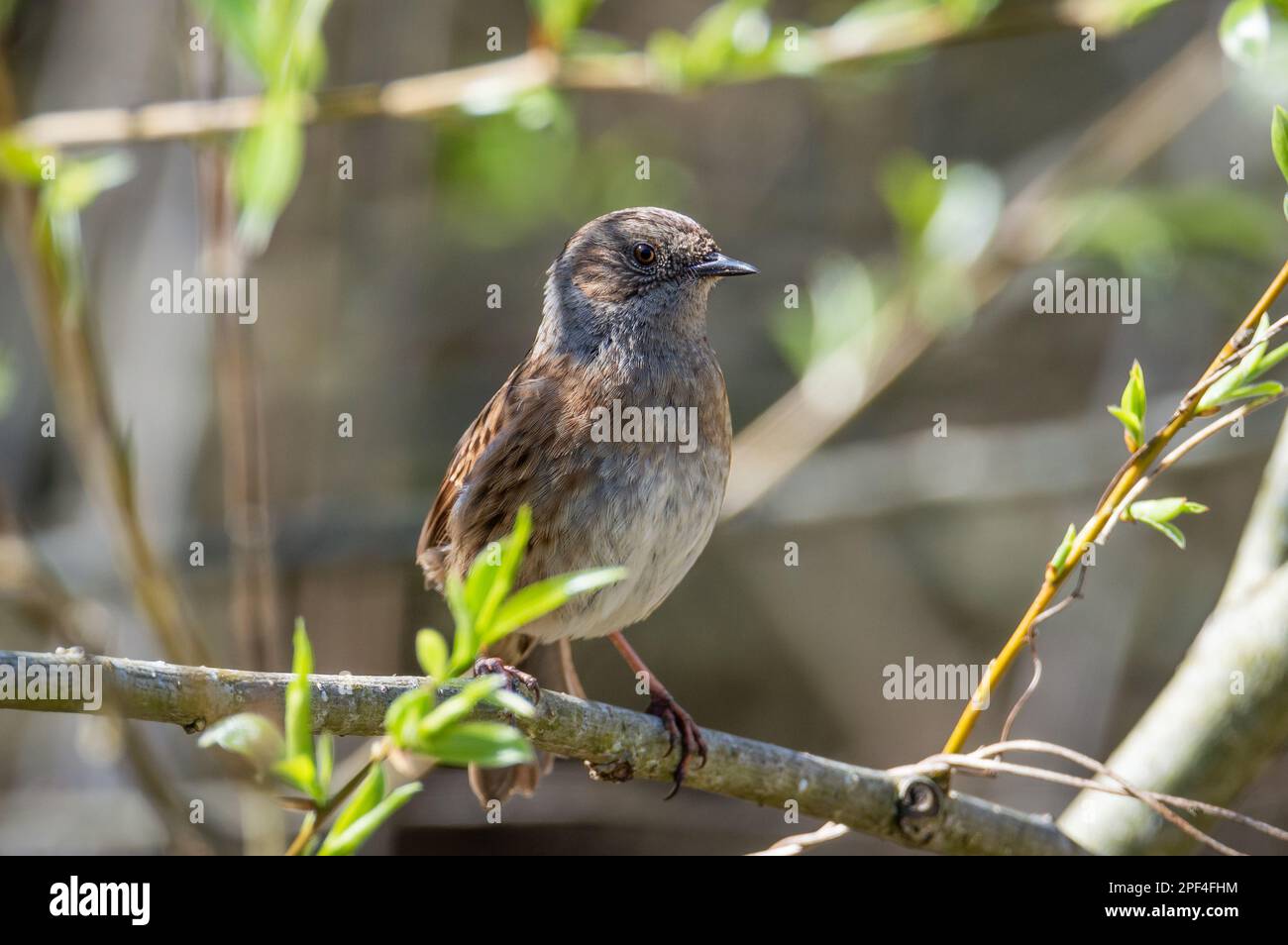 Dunnock juvénile sur une branche d'arbre Banque D'Images