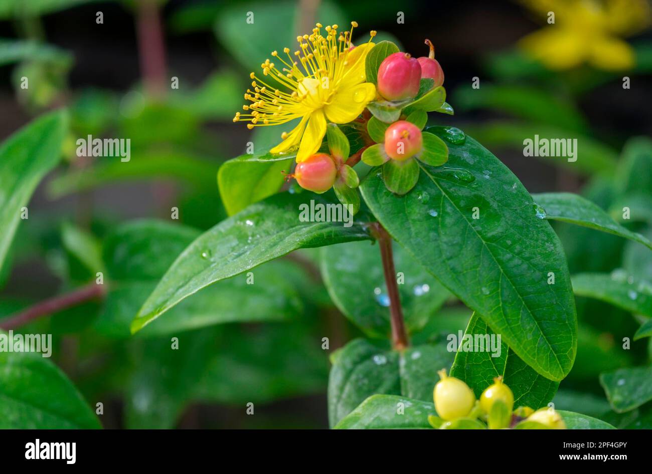 Triomphe magique (Hypericum inodorum), fleurs et fruits, Rhénanie-du-Nord-Westphalie, Allemagne Banque D'Images