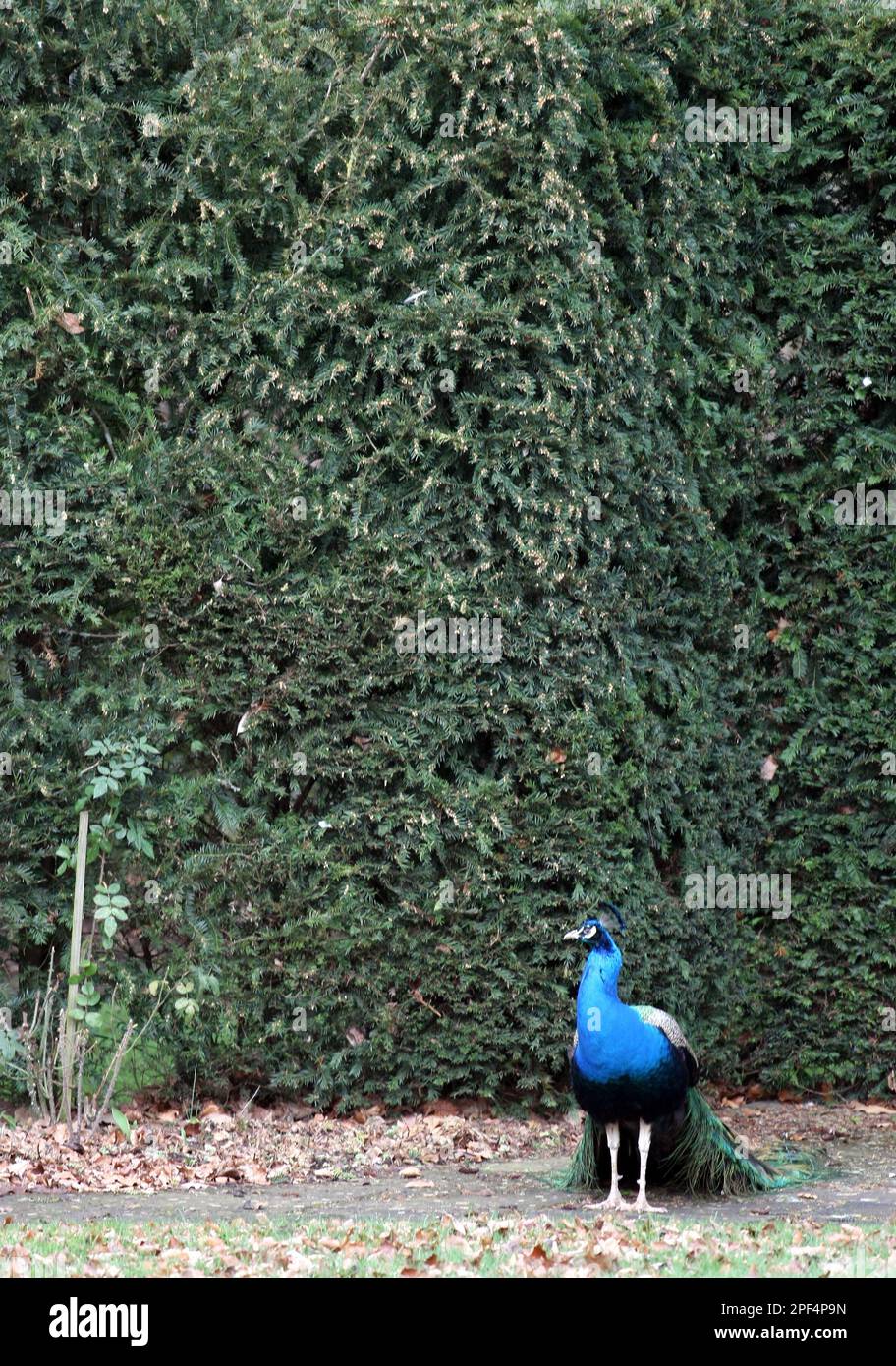 Beau paon dans le jardin Banque D'Images