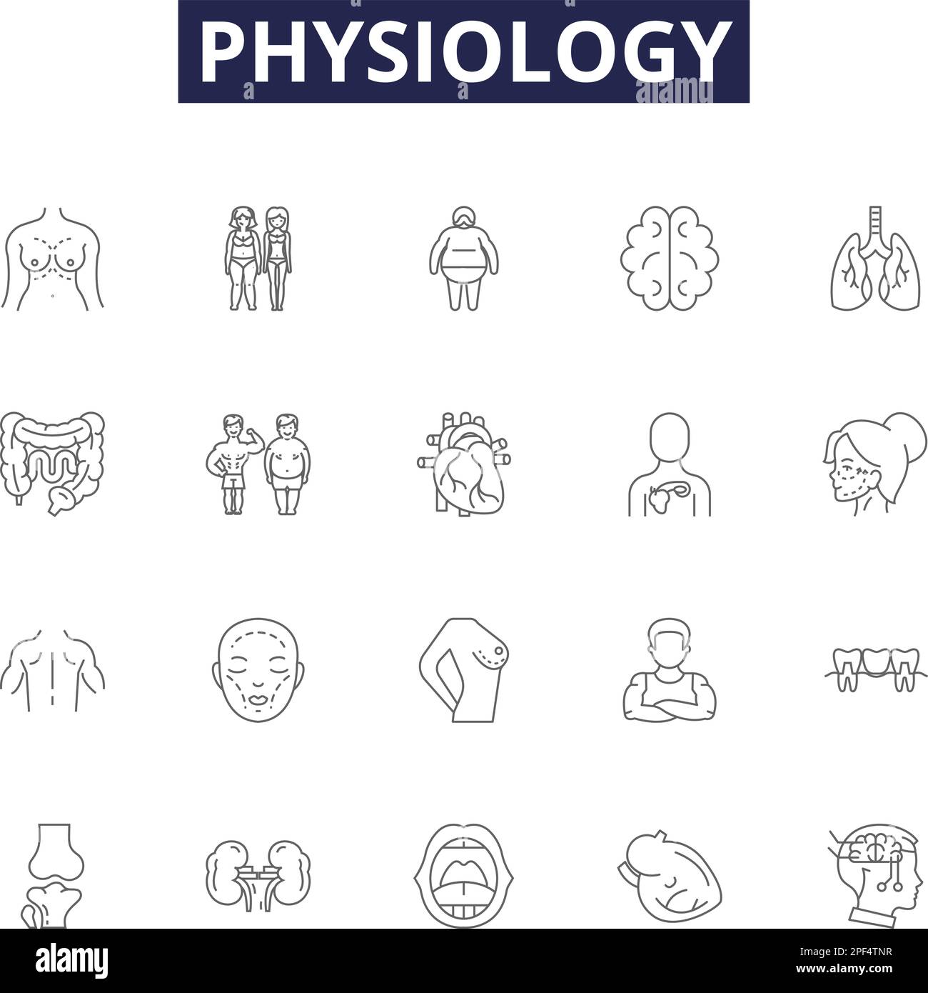 Icônes et signes vectoriels de la ligne physiologique. Biologie, cellules, circulation, endocrinologie, enzymes, Hormones, homéostasie, vecteur d'immunologie Illustration de Vecteur