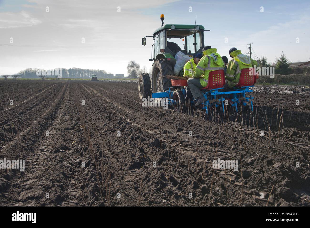 Plantation d'arbres, tracteur et plantoir avec des personnes plantant de l'aulne noir commun (Alnus glutinosa) dans le champ, Burscough, Lancashire, Angleterre Banque D'Images
