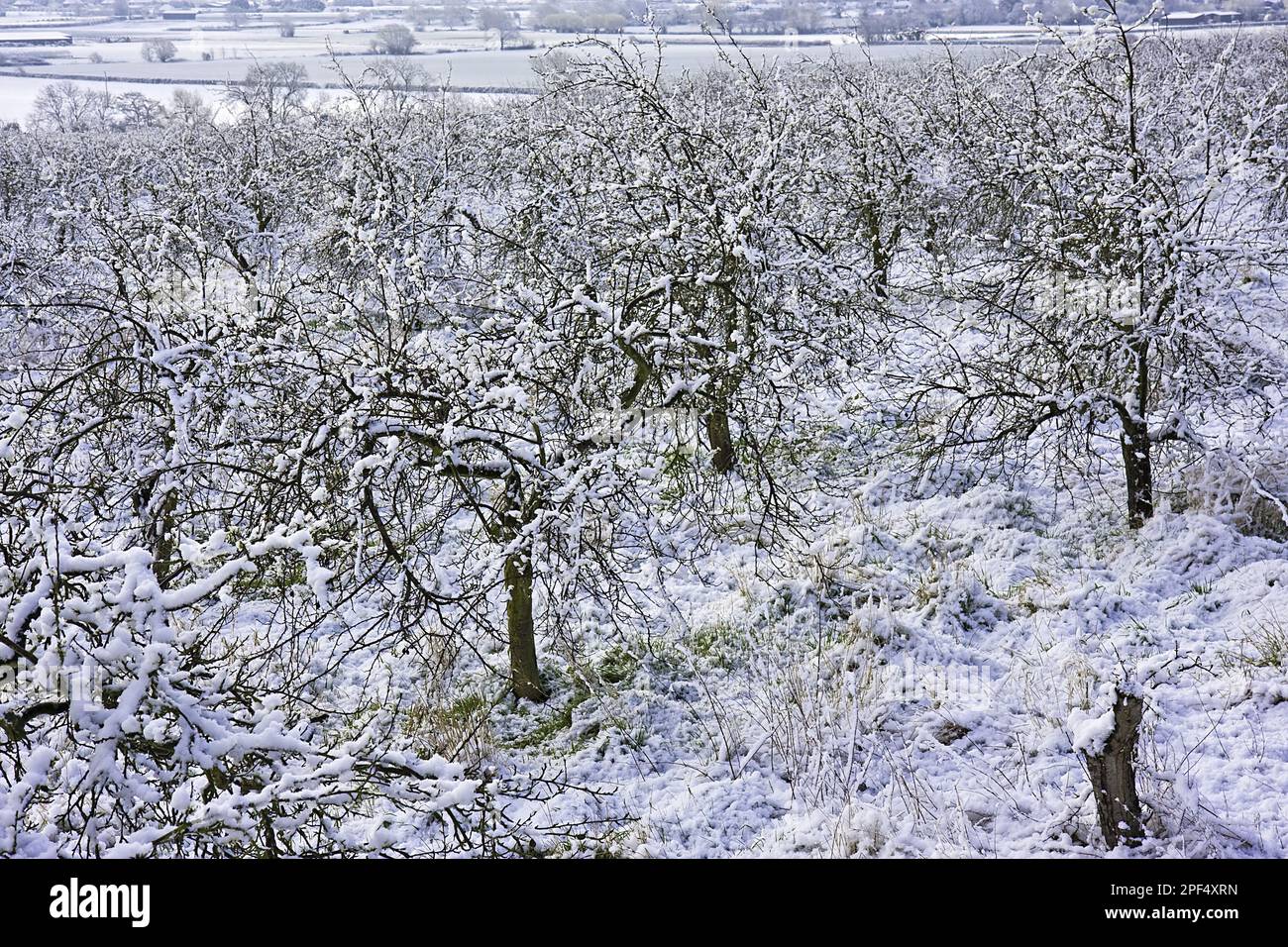 Pommiers cultivés (Malus domestica), verger après les chutes de neige, Vale of Evesham, Worcestershire, Angleterre, hiver Banque D'Images