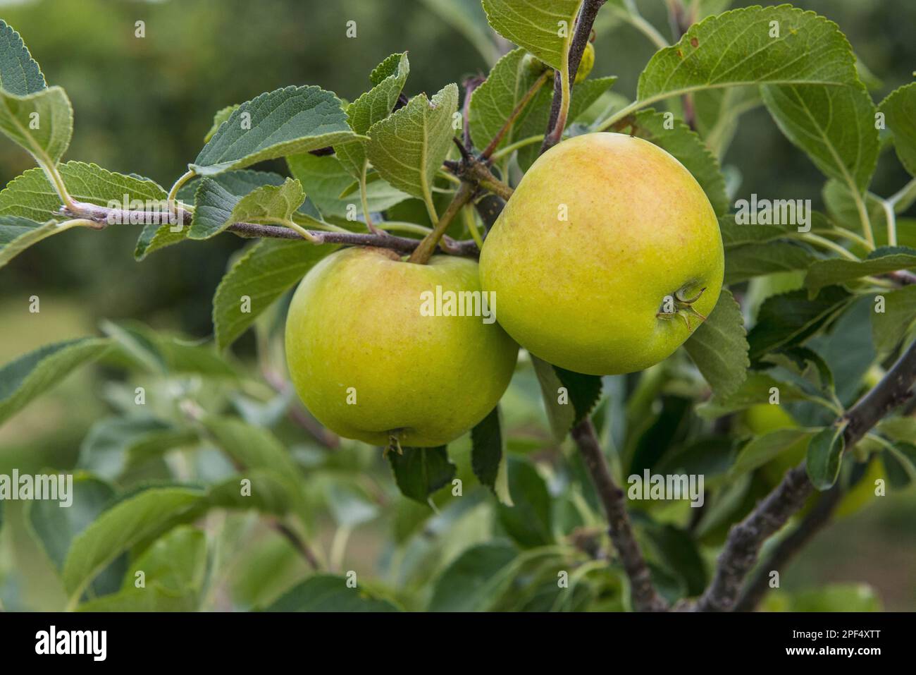 Pomme cultivée (Malus domestica) 'James Grieve', gros plan de fruits, sur un arbre dans un verger, Norfolk, Angleterre, Royaume-Uni Banque D'Images