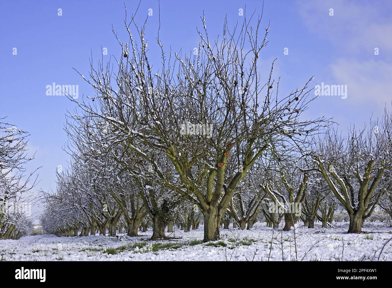 Pommiers cultivés (Malus domestica), verger après les chutes de neige, Vale of Evesham, Worcestershire, Angleterre, hiver Banque D'Images