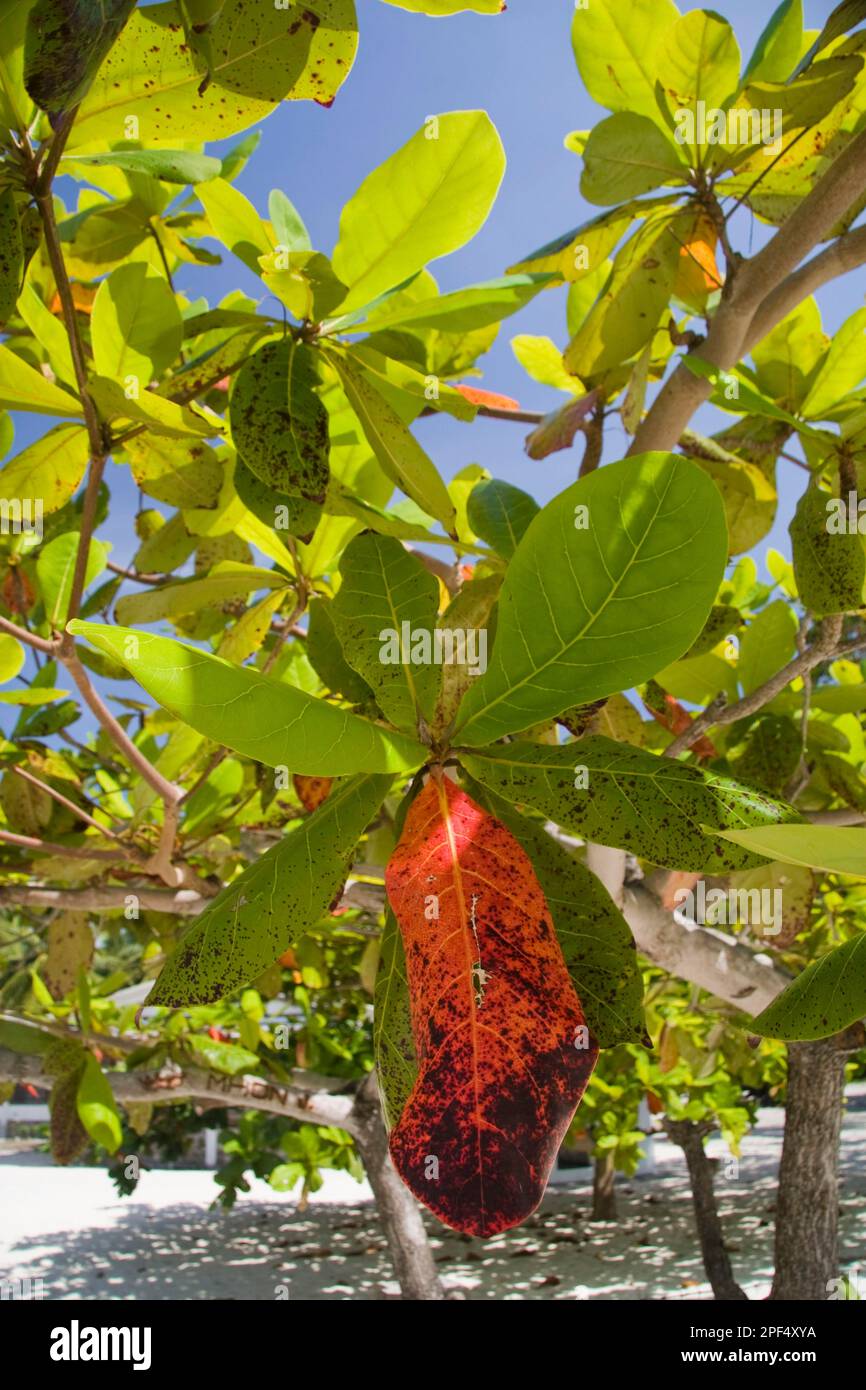 Les feuilles de l'amande du bengale indien (Terminalia catappa) changent de couleur pendant la saison sèche, île de Palawan, Philippines Banque D'Images
