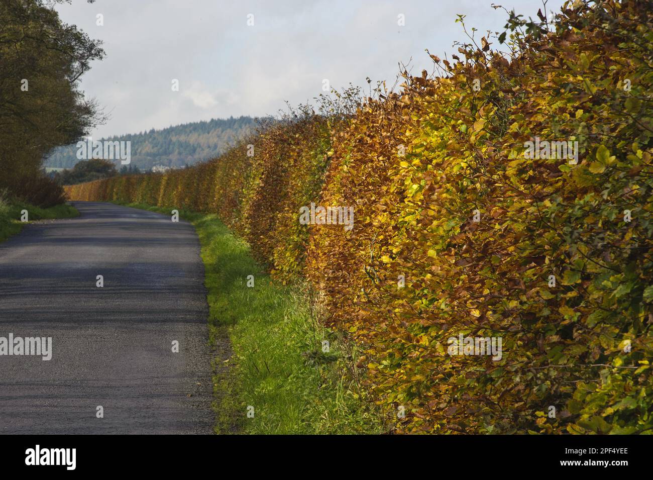 Haie de hêtre (Fagus sylvatica), avec des feuilles de couleur automnale, poussant sur le bord de la route, Bleasdale, Lancashire, Angleterre, Royaume-Uni Banque D'Images
