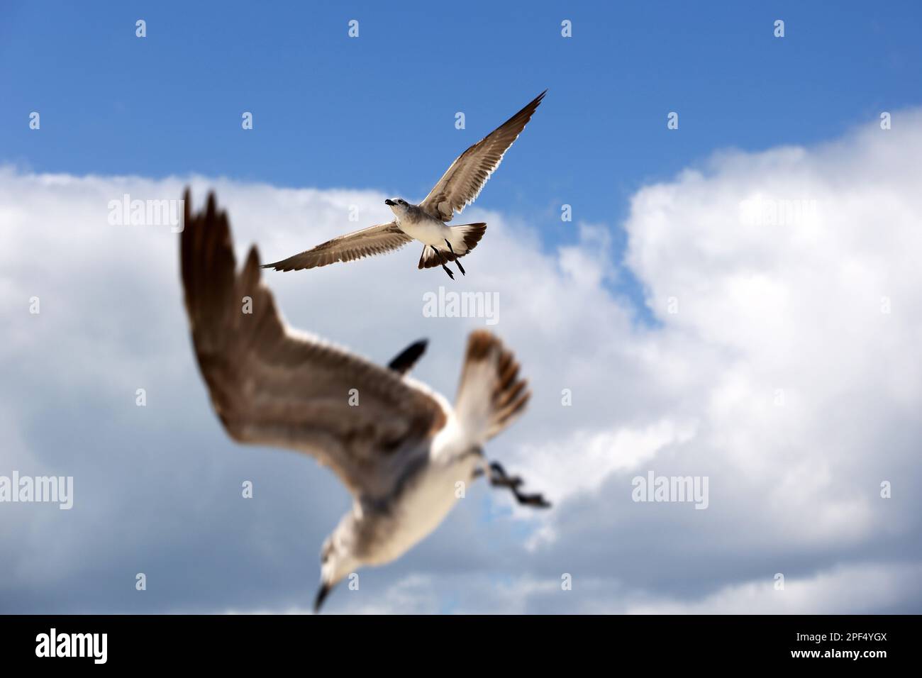 Mouettes volant sur fond de ciel bleu avec nuage blanc, foyer sélectif Banque D'Images