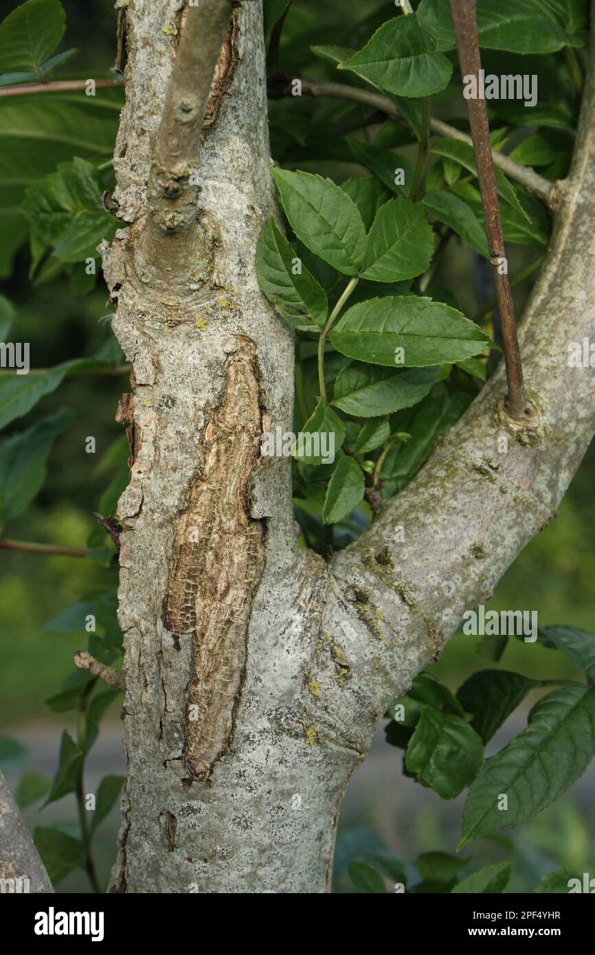 Cendres européennes (Fraxinus excelsior) gros plan de l'écorce avec des lésions causées par la maladie fongique dépérissement des cendres (Chalara fraxinea) croissant chez les hédgerows Banque D'Images