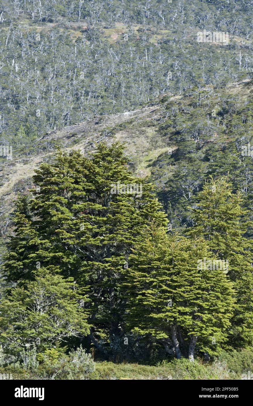 Antarctique le hêtre antarctique (Nothofagus antarctique), avec Coigue de guindo (Nothofagus betuloides) croissant sur le flanc de la montagne, baie d'Ainsworth, sud Banque D'Images