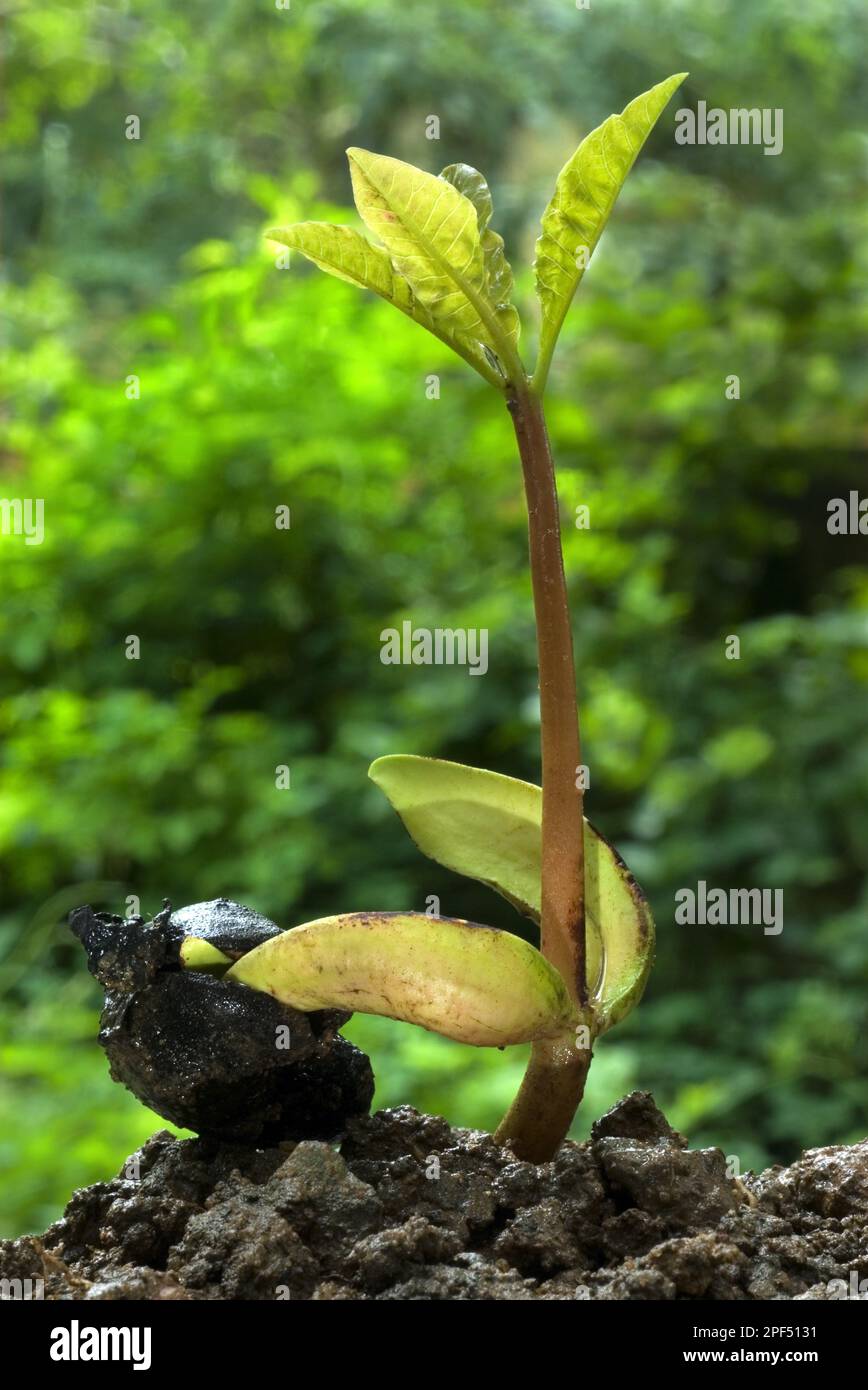 Noix de cajou (Anacardium occidentale) germant des graines avec des plants de saule, pendant la saison des pluies, Trivandrum, Kerala, Inde Banque D'Images