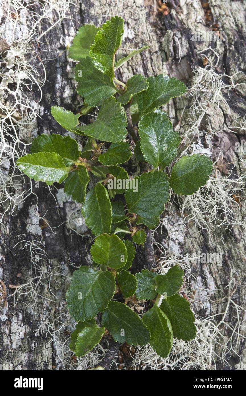 Hêtre lenga (Nothofagus pumilio) gros plan des feuilles, Tierra del Fuego N. P. Patagonie méridionale, Tierra del Fuego, Argentine Banque D'Images