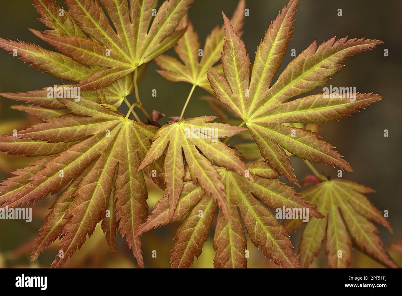 Érable à écorce de papier (Acer griseum) gros plan des feuilles, Warwickshire, Angleterre, printemps Banque D'Images