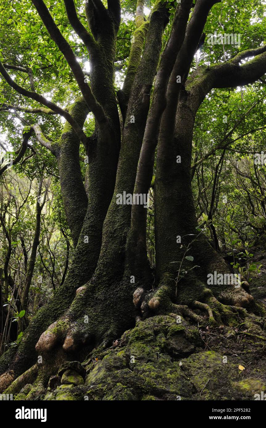 Troncs de laurel canari (Laurus canariensis), dans la forêt subtropicale humide de 'laurisilva', la Gomera, îles Canaries Banque D'Images
