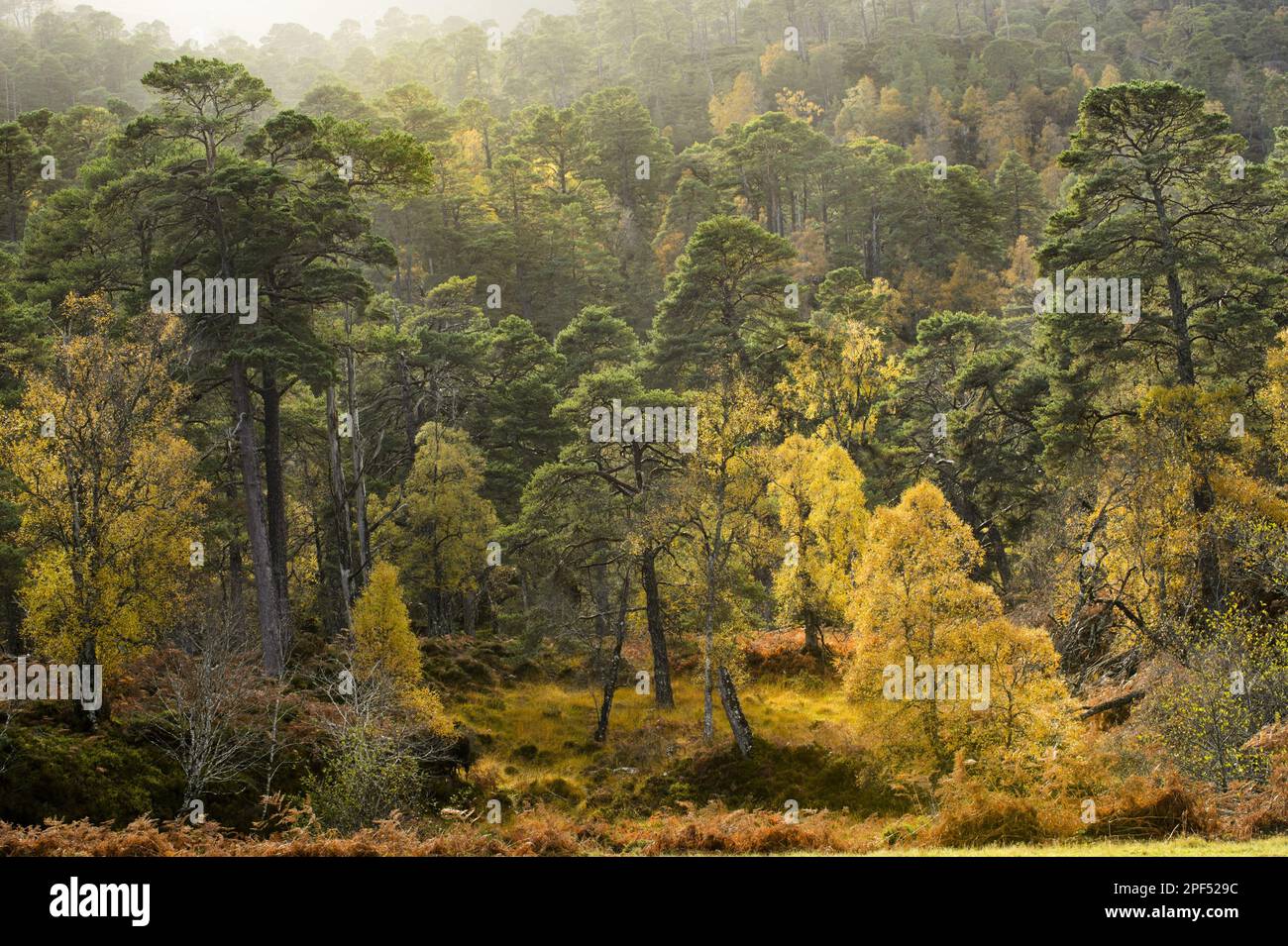 Habitat forestier pin écossais (Pinus sylvestris) et bouleau verrueux (Betula pendula), Glen Strathfarrar, Inverness-shire, Highlands, Écosse, Royaume-Uni Banque D'Images