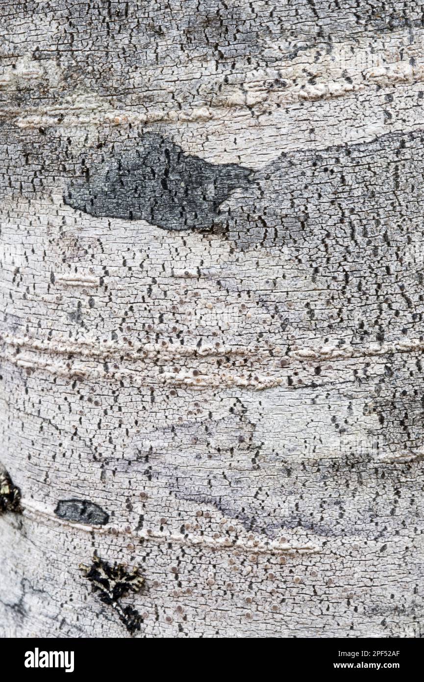 Coigue de guindo (Nothofagus betuloides) gros plan de l'écorce, Cordillera Darwin, Isla Grande de Tierra del Fuego, Patagonie méridionale, Tierra del Fuego Banque D'Images