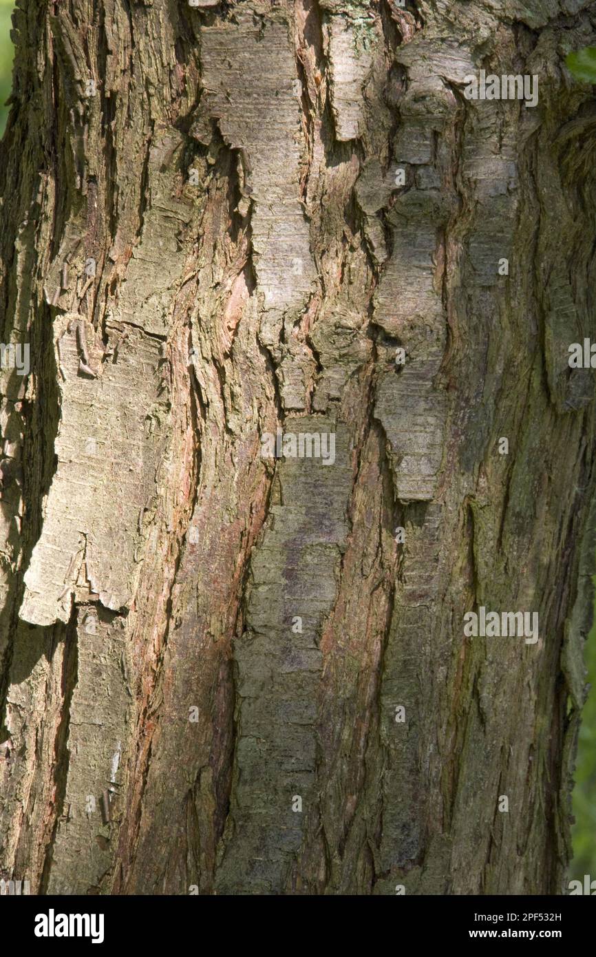 Antarctique Beech méridional (Nothofagus antarctique), écorce Banque D'Images