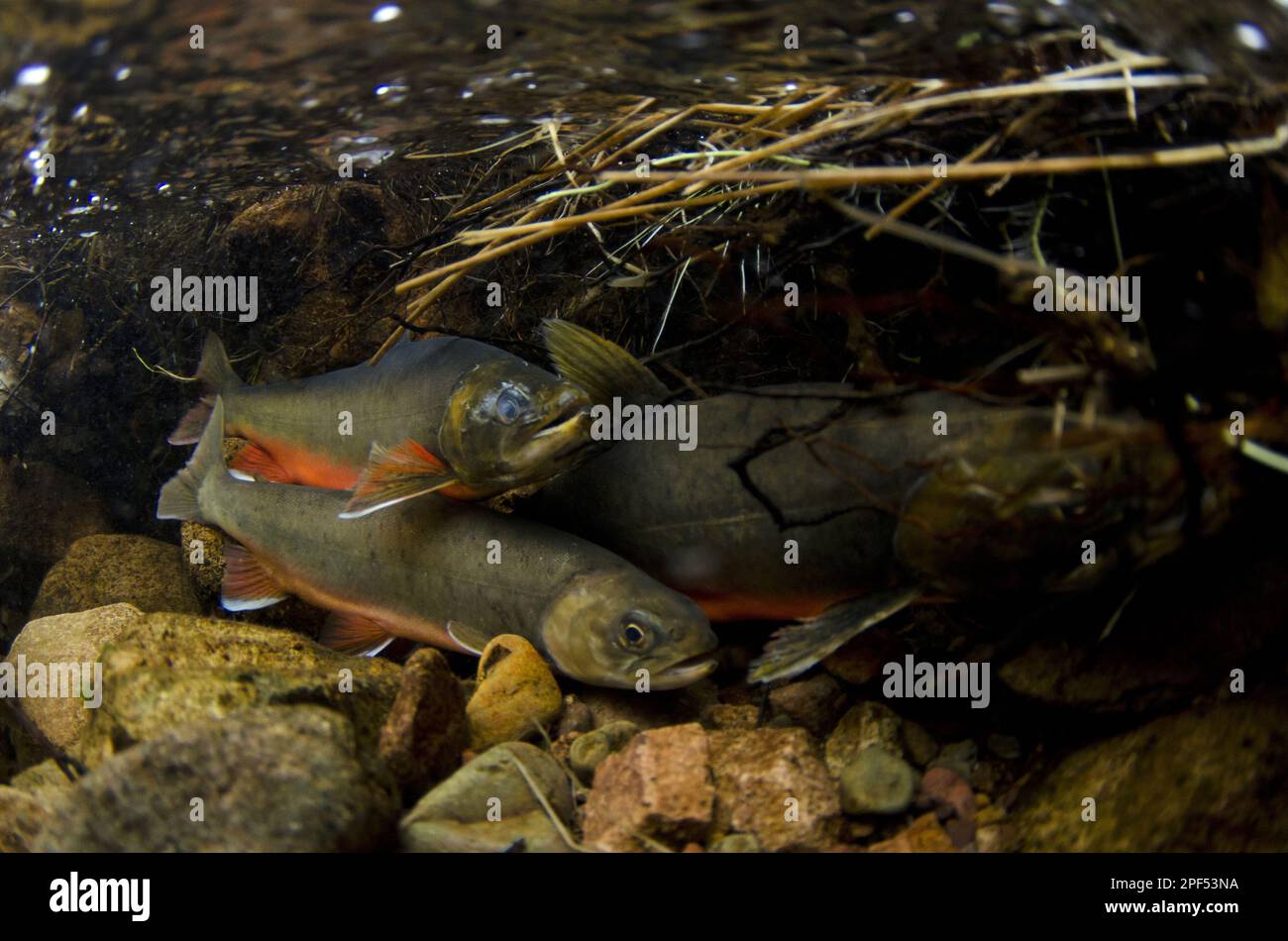 Omble chevalier (Salvelinus alpinus) mâles et femelles adultes, en couleurs de reproduction, nageant sous l'eau dans la rivière qui coule dans le lac glaciaire pendant le frai Banque D'Images