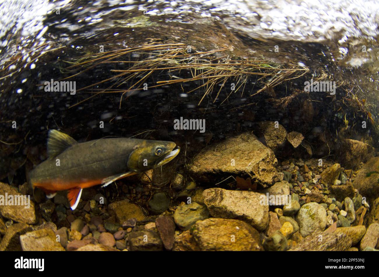 Omble chevalier (Salvelinus alpinus), mâle adulte, en couleurs de reproduction, nageant sous l'eau dans une rivière qui coule dans un lac glaciaire pendant la fraye Banque D'Images