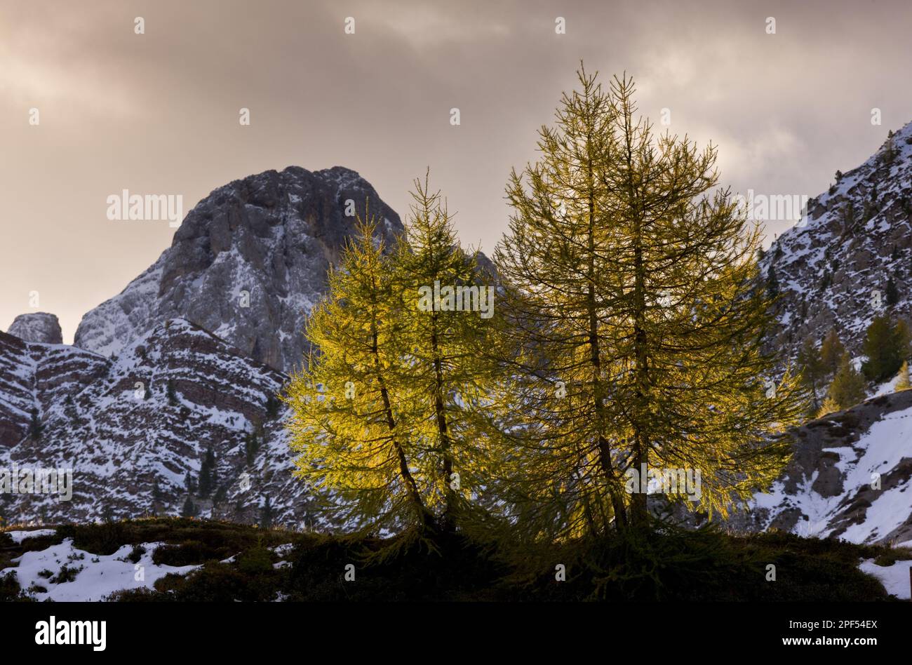 L'habitude Larch européen (Larix decidua), avec aiguilles en couleur d'automne, rétroéclairé à l'aube, Passo di Valles, Dolomites, Alpes italiennes, Italie Banque D'Images